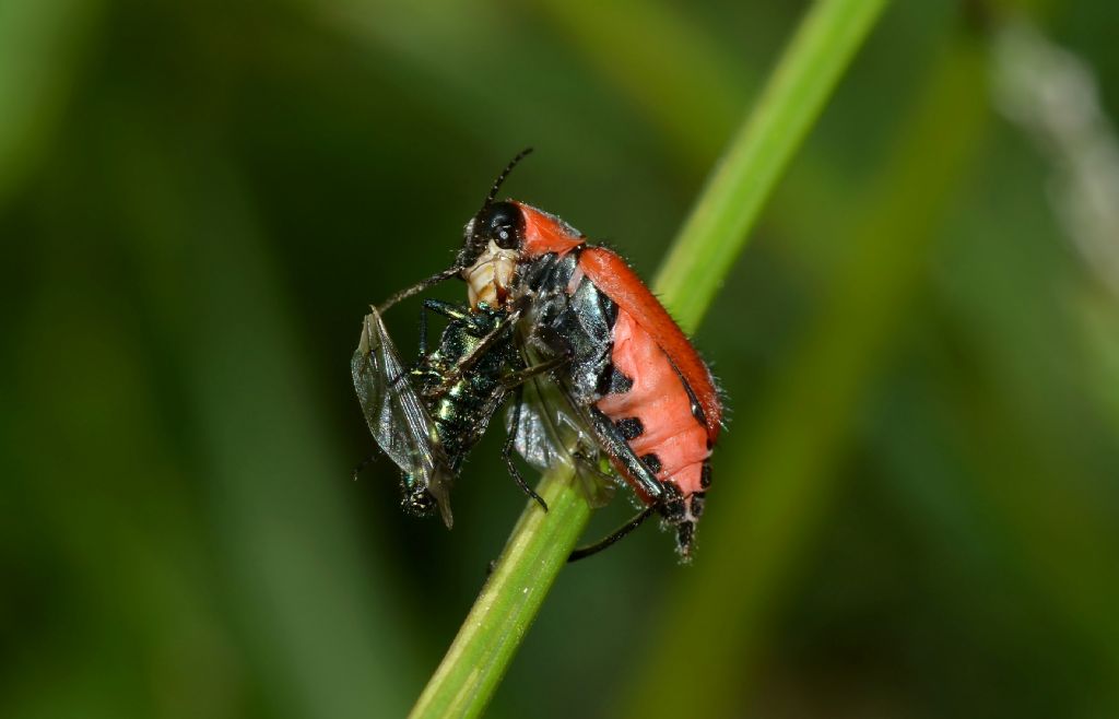 Malachiidae:  Clanoptilus rufus, femmina